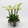 ohgreen Phalaenopsis wit in blauw keramiek ( Orchidee )