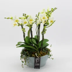 ohgreen Phalaenopsis wit in blauw keramiek ( Orchidee )