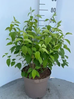 ohgreen Philadelphus Virginal ( Boerenjasmijn )