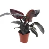 ohgreen Philodendron Black Cardinal