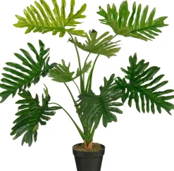 ohgreen Philodendron in pot