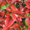 ohgreen Photinia fraseri Little Red Robin