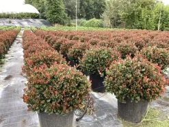 ohgreen Photinia fraseri Little Red Robin