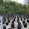 ohgreen Photinia serru red robin half stam