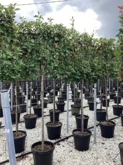 ohgreen Photinia serru red robin half stam