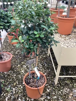 ohgreen Photinia x fraseri carré rouge mini stam