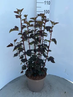 ohgreen Physocarpus opulifolius Diabolo ( Blaasspirea )