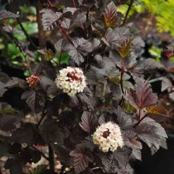 ohgreen Physocarpus opulifolius Diabolo ( Blaasspirea )