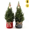 ohgreen Picea glauca Duo Star ( Kerstboom )