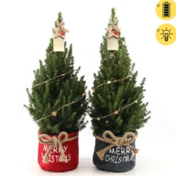 ohgreen Picea glauca Duo Star ( Kerstboom )