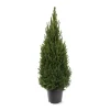 ohgreen Picea glauca 'Perfecta'
