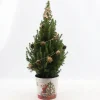 ohgreen Picea glauca Sanders Pine ( Kerstboom )
