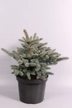 ohgreen Picea pungens Glauca Globosa ( Blauwspar )