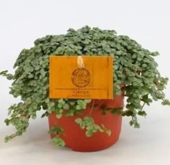 ohgreen Pilea Glauca