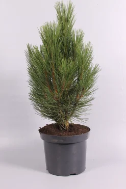 ohgreen Pinus nigra Pyramidalis ( Zwarte den )