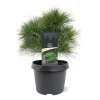 ohgreen Pinus strobus Minima ( Witte Pijnboom )