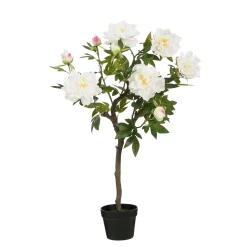 ohgreen Pioen in pot - l40xb50xh96cm