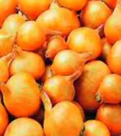 ohgreen Plantsjalot yellow moon 7/15 500g