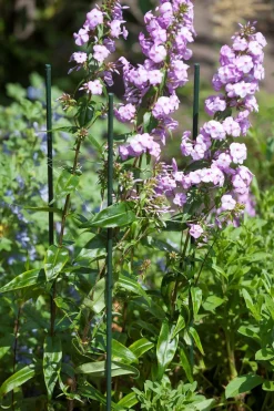 ohgreen Plantstok d8mmh60cm groen