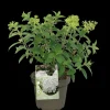 ohgreen Pluimhortensia 'Bobo'