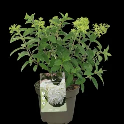 ohgreen Pluimhortensia 'Bobo'