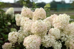 ohgreen Pluimhortensia 'Bobo'