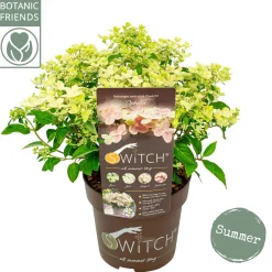 ohgreen Pluimhortensia switch ophelia p19 h45
