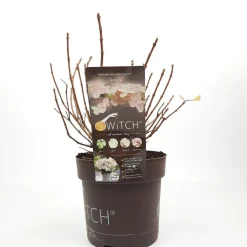 ohgreen Pluimhortensia switch ophelia p19 h45