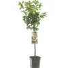 ohgreen Pluot prunus dapple dandy laagstam