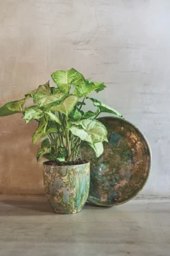 ohgreen POT D44 ARRAY GRASGR