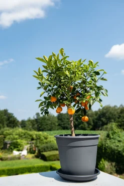 ohgreen Pot essential 22cm