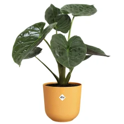 ohgreen Pot jazz rond 23cm amber geel