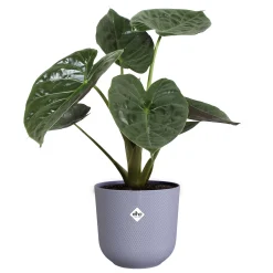 ohgreen Pot jazz rond 23cm lavendel lila