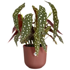 ohgreen Pot jazz rond 14cm toscaans rood