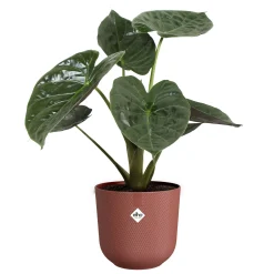 ohgreen Pot jazz rond 26cm toscaans rood