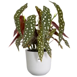 ohgreen Pot jazz rond 14cm zijdewit