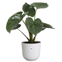 ohgreen Pot jazz rond 23cm zijdewit