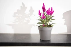 ohgreen Pot rond happy 20 cm antraciet