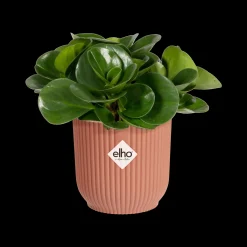 ohgreen Pot vibes fold 7cm delicate roze