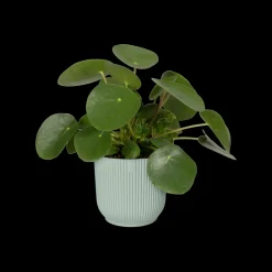 ohgreen Pot vibes fold 16cm sorbet green