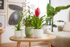 ohgreen Pot vibes fold 16cm zijdewit