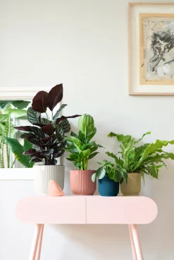 ohgreen Pot vibes fold 18cm zijdewit