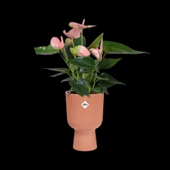 ohgreen Pot vibes fold coupe 14cm delicate roze