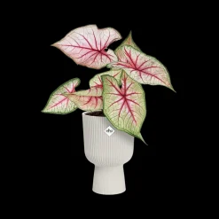 ohgreen Pot vibes fold coupe 14cm zijdewit