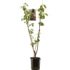 ohgreen Pruim prunus domestica duo-pruim