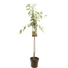 ohgreen Pruimenboom prunus domestica victoria halfstam