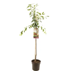 ohgreen Pruimenboom prunus domestica victoria halfstam