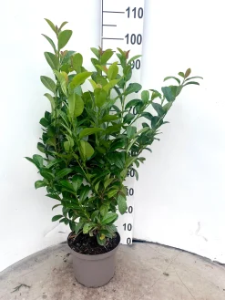 ohgreen Prunus laurocerasus Ani ( Laurierkers )