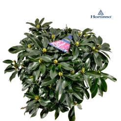 ohgreen Rhododendron 70-80 XXl