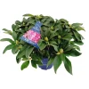 ohgreen Rhododendron xxl p23 h60